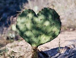 Photo of a heart-shaped cactus. Links to Gifts of Life Insurance