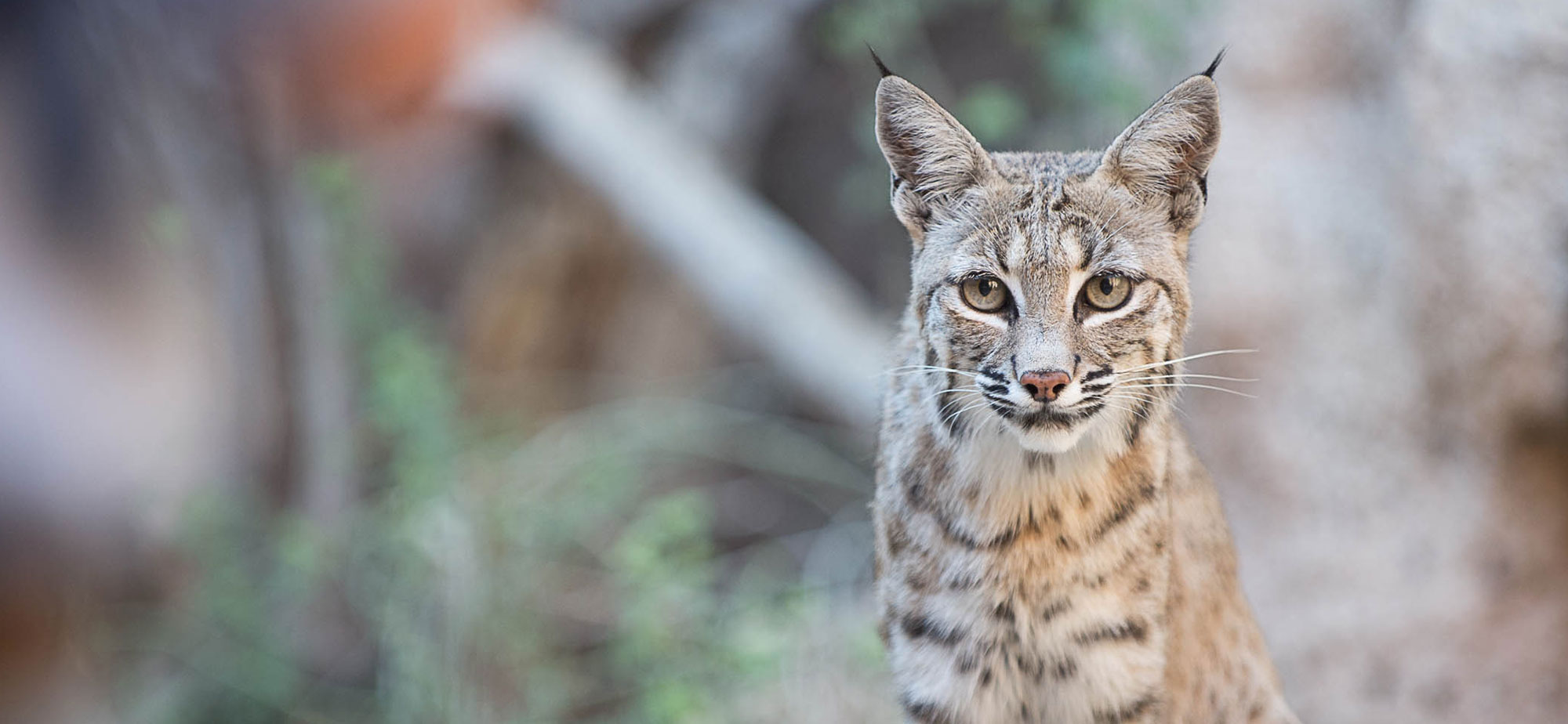 Photo of a bobcat