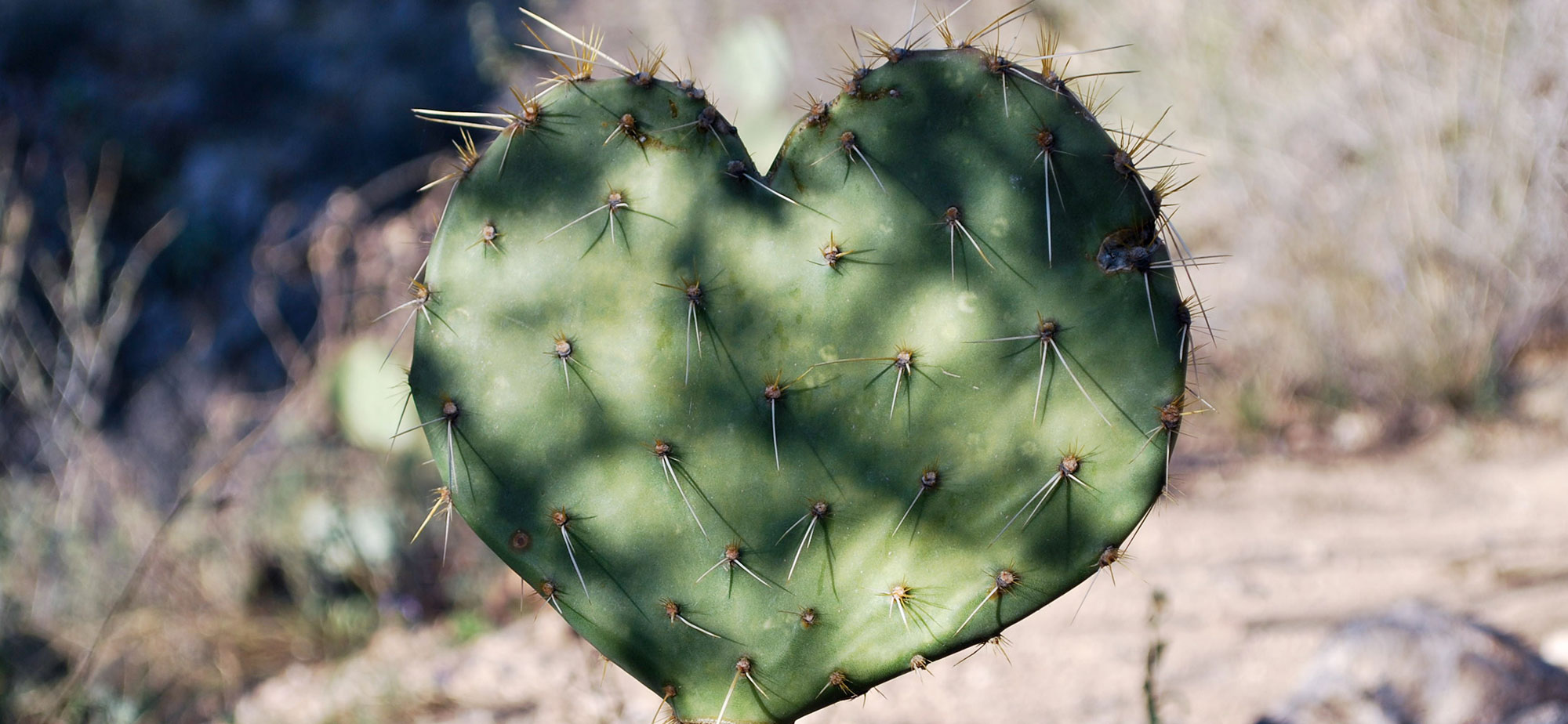 Photo of a cactus